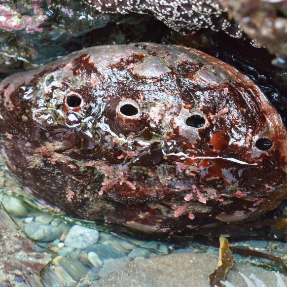 Red Abalone
