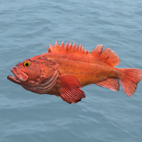 Yelloweye Rockfish