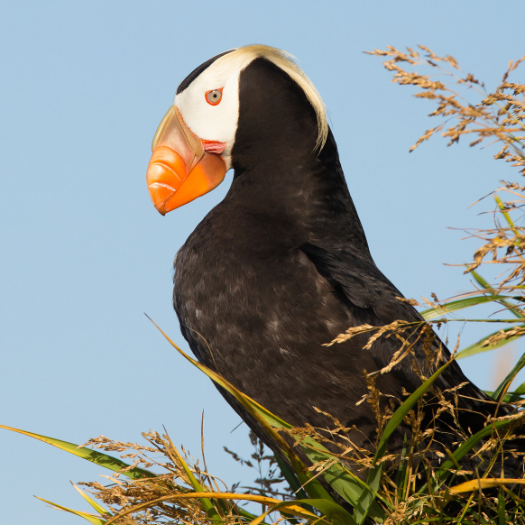 usfws-tufted-puffin.jpg