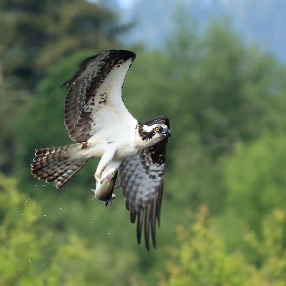 EE Wilson fish pond osprey with fish