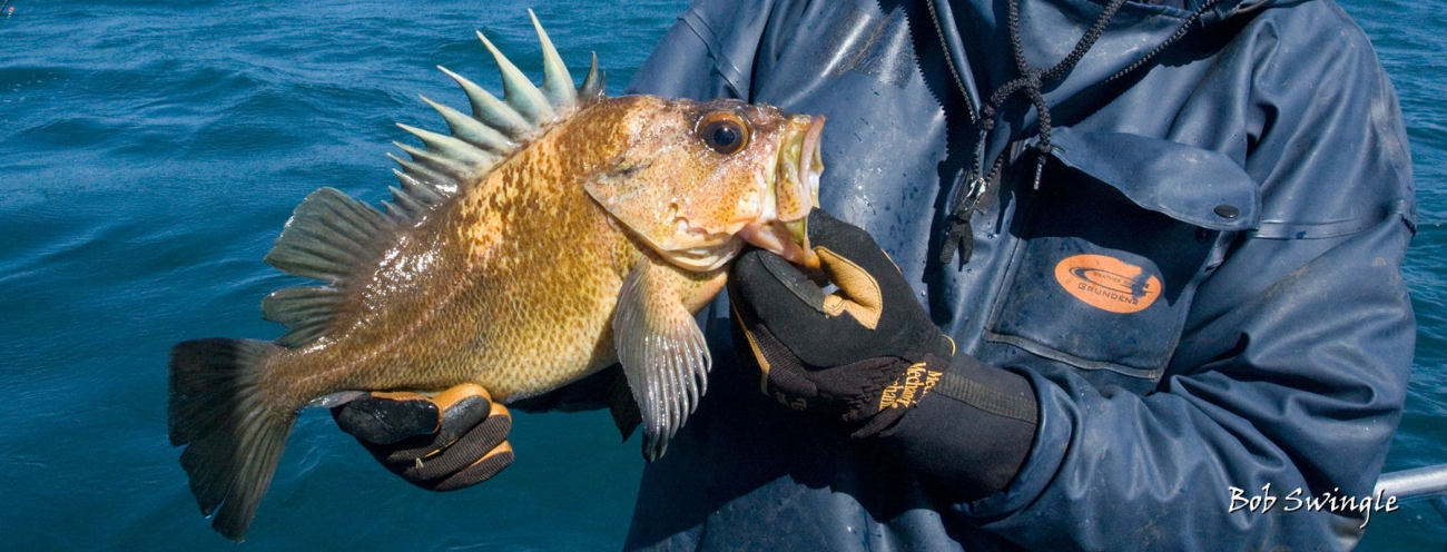 Rockfish identification tips | Oregon Department of Fish & Wildlife