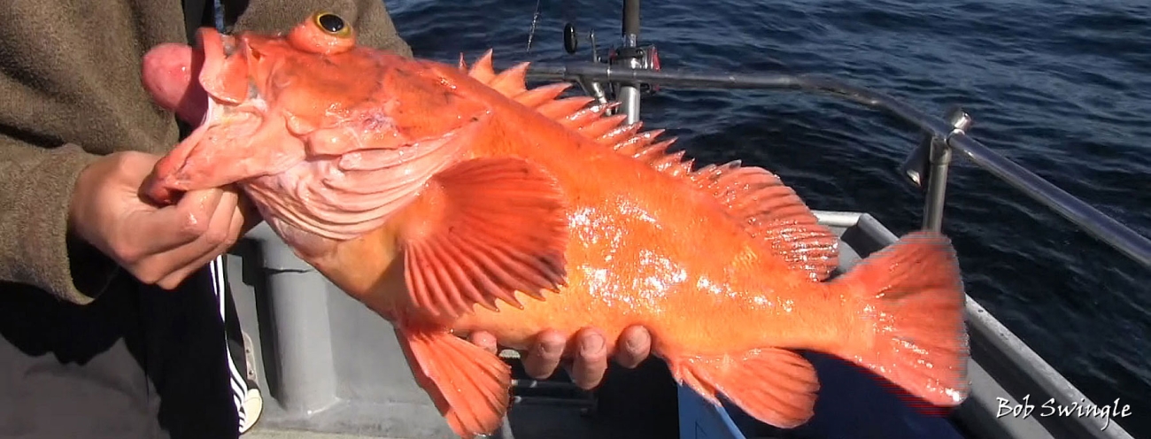 Rockfish recompression  Oregon Department of Fish & Wildlife