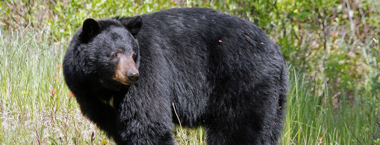 2022 spring bear hunting forecast Oregon Department of Fish