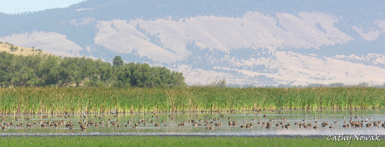 Using MyODFW Oregon Department of Fish Wildlife