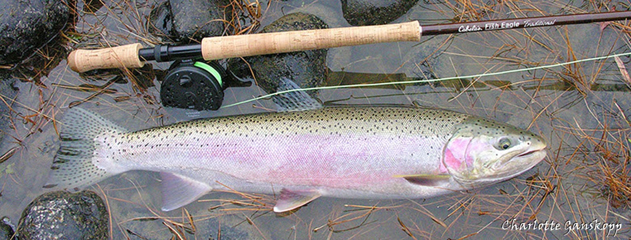 The Lure of the Steelhead - The New York Times