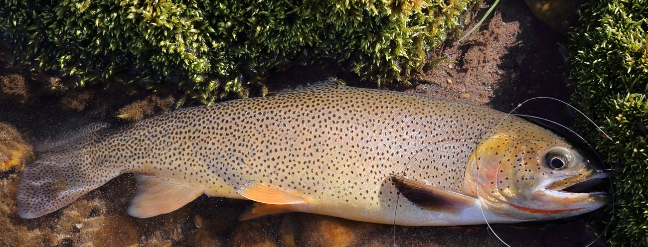 7 tips for catching coastal cutthroat