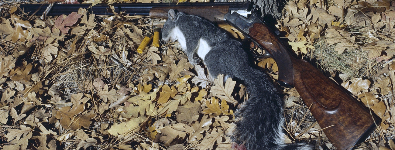 Do rats top hunt rabbits