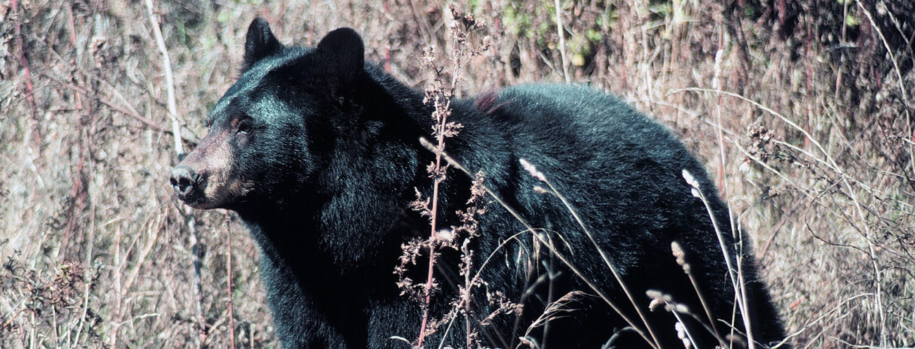 2023 spring bear hunting forecast Oregon Department of Fish