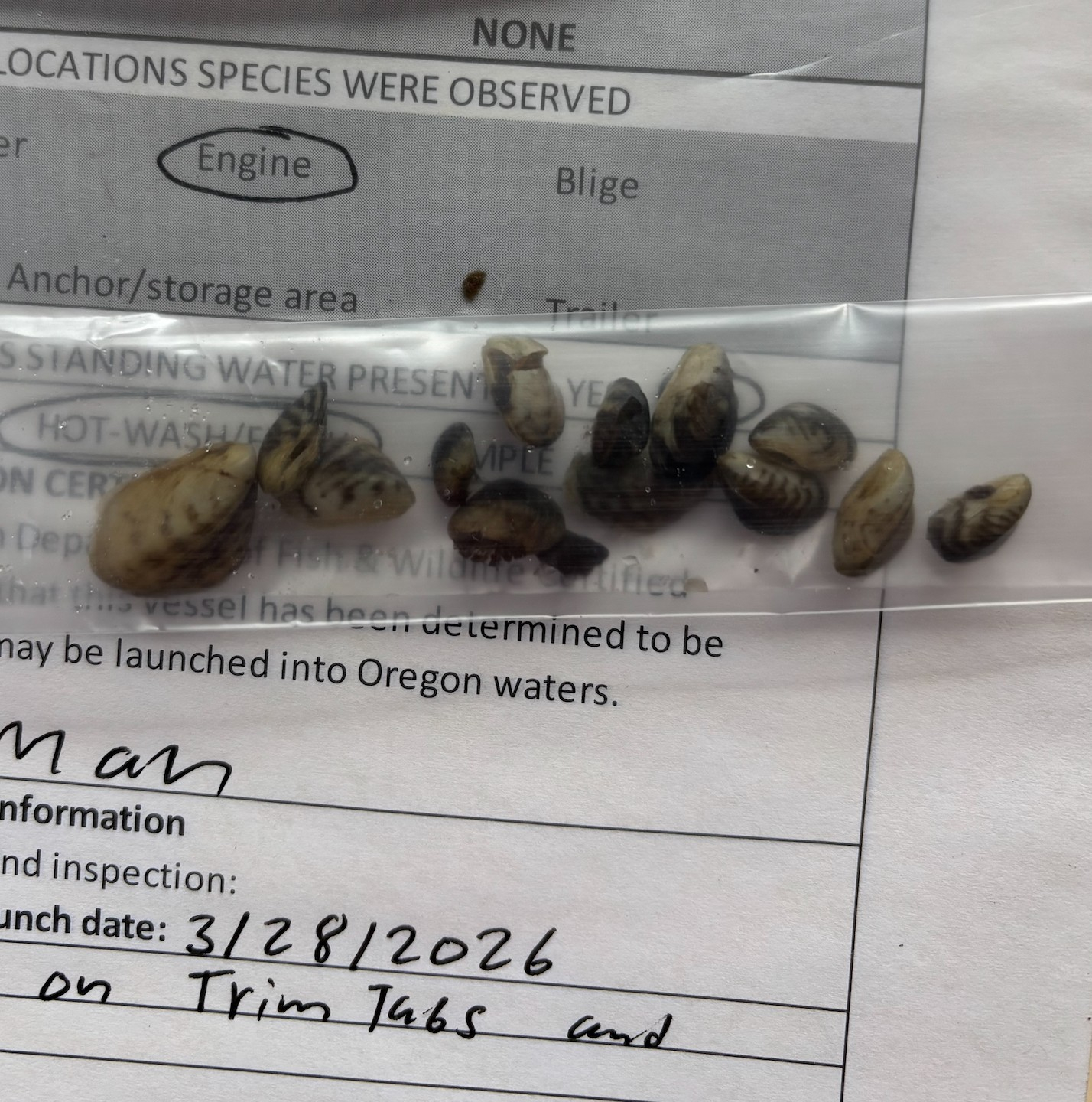 Photo of quagga mussels in bag removed from boat March 2026
