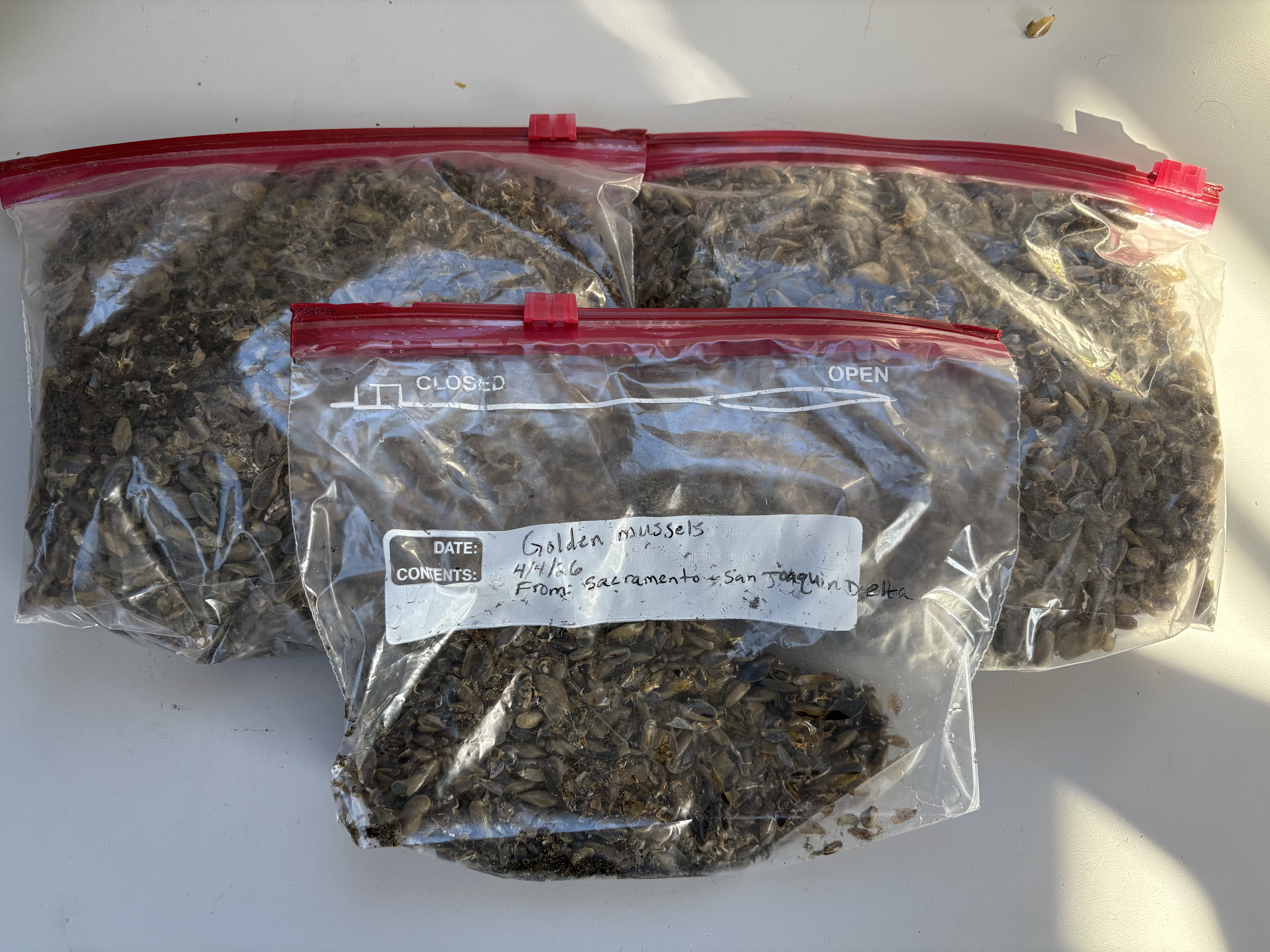 Bags of invasive mussels that were removed from a watercraft at an inspection station. 