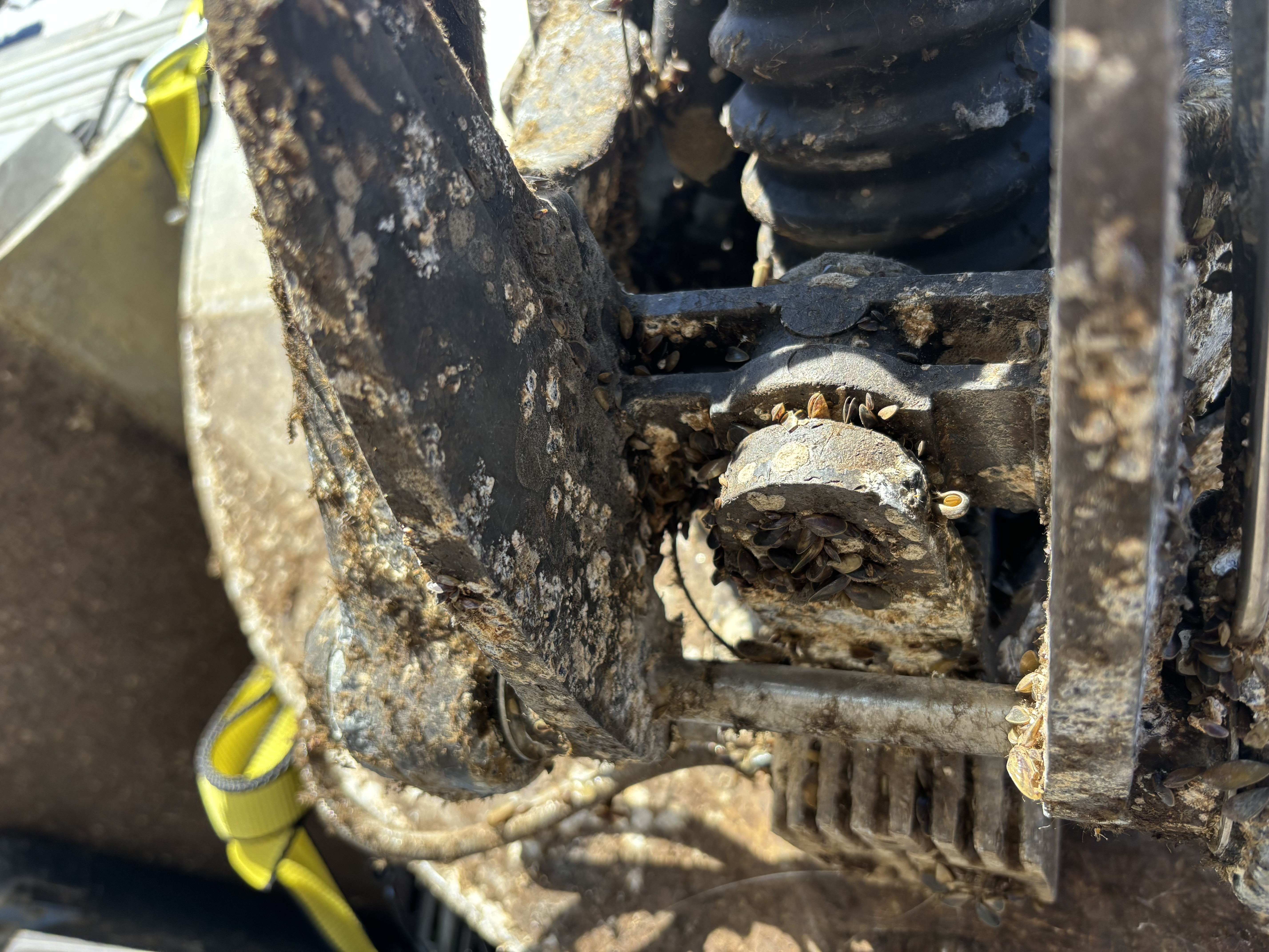 Invasive golden mussels are seen on the engine of a watercraft entering Oregon. 