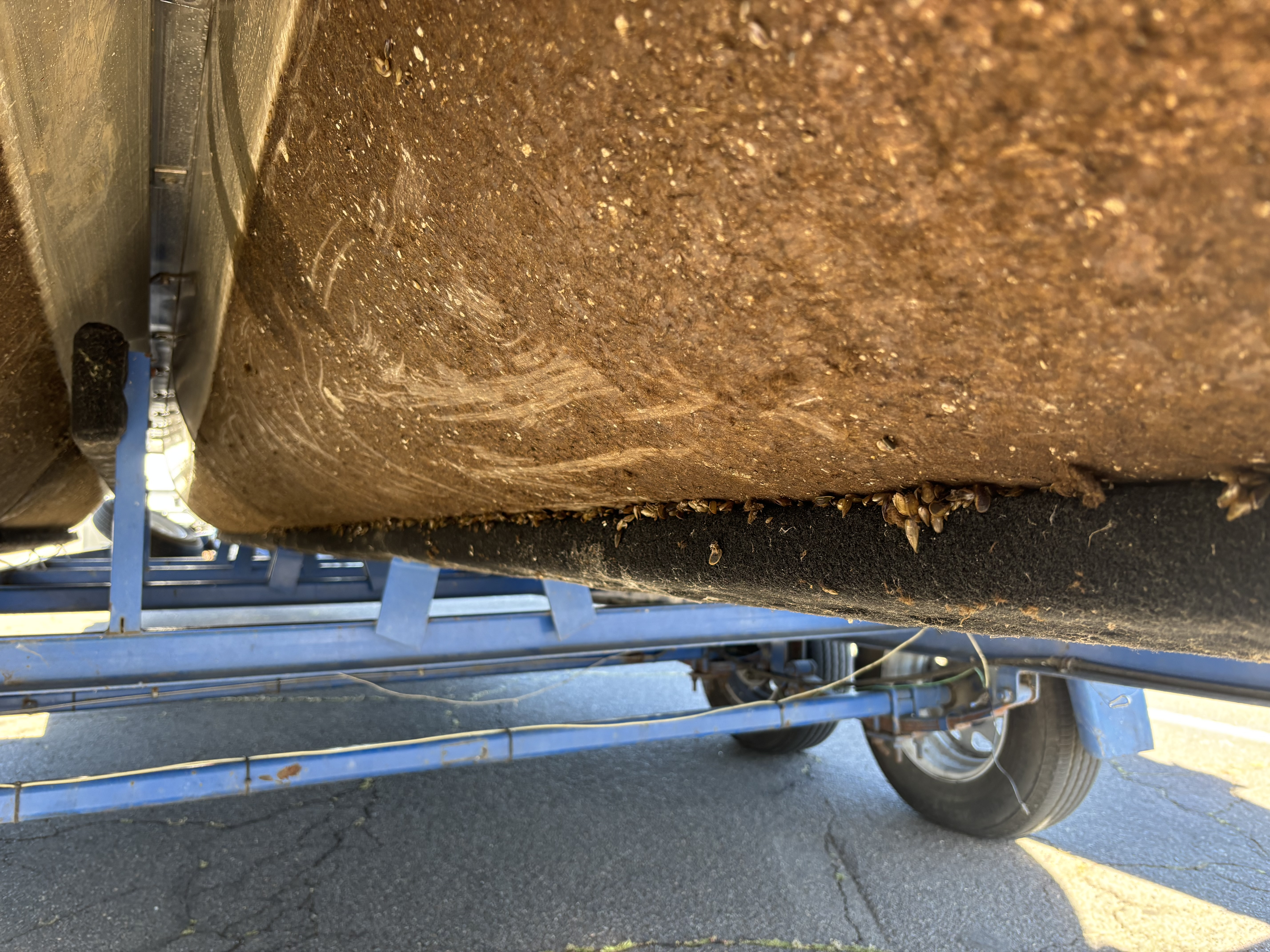 Invasive golden mussels were found on an incoming watercraft at an inspection station. 
